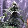 семена конопли недорого Chocolate Mint OG feminised Humboldt Seeds семена конопли недорого Chocolate Mint OG feminised Humboldt Seeds