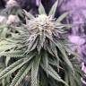 купить семена конопли Chocolate Mint OG feminised Humboldt Seeds купить семена конопли Chocolate Mint OG feminised Humboldt Seeds