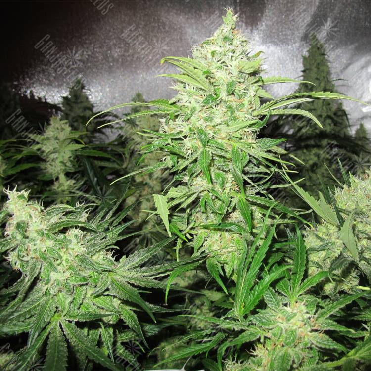 заказ семян конопли Y Griega feminised Medical Seeds заказ семян конопли Y Griega feminised Medical Seeds
