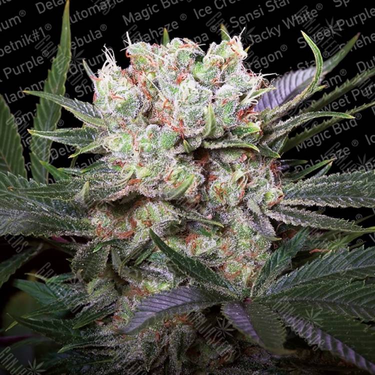 семена конопли Россия Californian Gold feminised Paradise Seeds