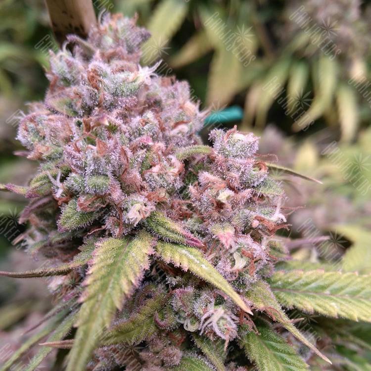 семена конопли f1 в оригинальной упаковке Cream 47 feminised Sweet Seeds семена конопли f1 в оригинальной упаковке Cream 47 feminised Sweet Seeds