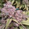 семена конопли f1 в оригинальной упаковке Cream 47 feminised Sweet Seeds семена конопли f1 в оригинальной упаковке Cream 47 feminised Sweet Seeds