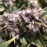 семена сортовой конопли Cream 47 feminised Sweet Seeds семена сортовой конопли Cream 47 feminised Sweet Seeds