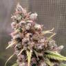семена конопли феминизированные Cream 47 feminised Sweet Seeds семена конопли феминизированные Cream 47 feminised Sweet Seeds