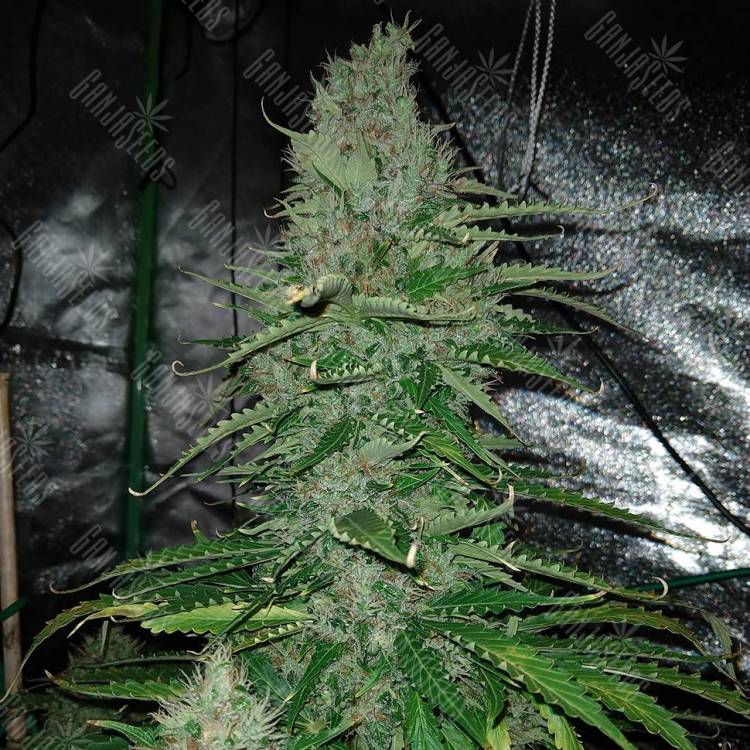 Семена марихуаны Auto Kush feminised GanjaLiveSeeds Семена марихуаны Auto Kush feminised GanjaLiveSeeds