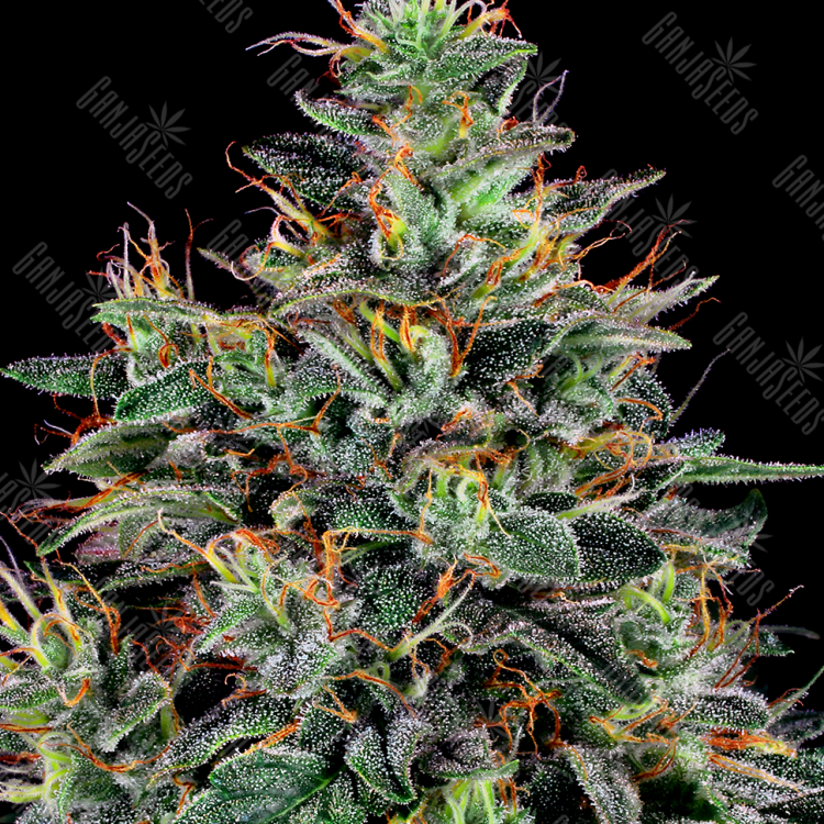 Семена Master Kush feminised Ganja Seeds Семена Master Kush feminised Ganja Seeds