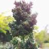 заказ семян конопли Москва Auto Blueberry regular заказ семян конопли Москва Auto Blueberry regular