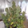 заказ семян конопли Спб Auto Blueberry regular заказ семян конопли Спб Auto Blueberry regular