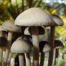 купить отпечатки псилоцибиновых грибов в Москве Panaeolus Tropicalis купить отпечатки псилоцибиновых грибов в Москве Panaeolus Tropicalis
