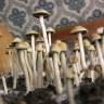 купить отпечатки псилоцибиновых грибов Спб Panaeolus Tropicalis купить отпечатки псилоцибиновых грибов Спб Panaeolus Tropicalis