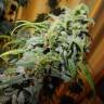 купить семена конопли Great White Shark feminised Green House Seeds купить семена конопли Great White Shark feminised Green House Seeds