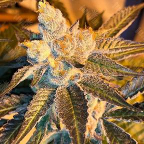 Cyclops regular Ganja Seeds