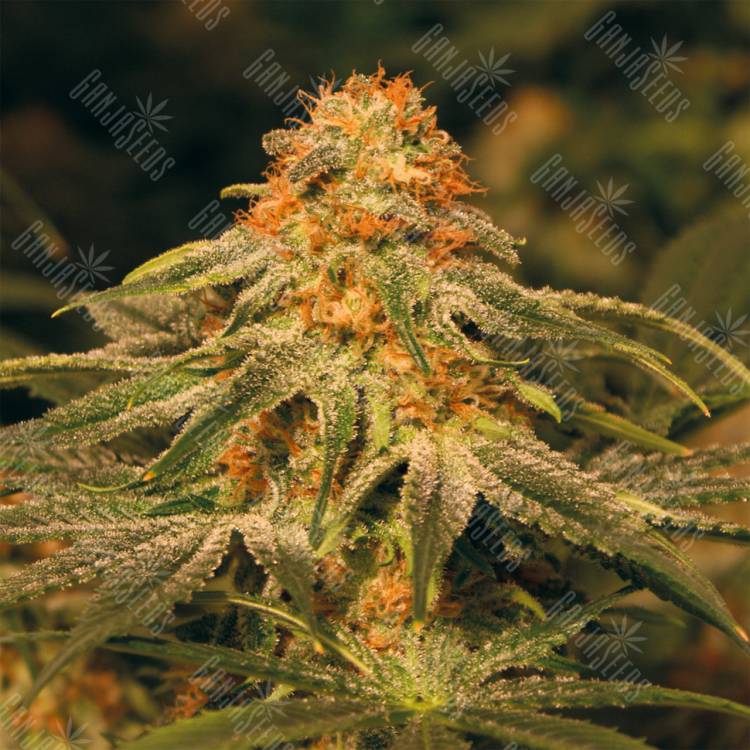 семена конопли интернет магазин Vanilla Kush feminised Barneys Farm семена конопли интернет магазин Vanilla Kush feminised Barneys Farm