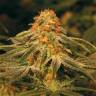 семена конопли интернет магазин Vanilla Kush feminised Barneys Farm семена конопли интернет магазин Vanilla Kush feminised Barneys Farm