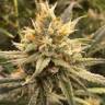 семена сортовой конопли Vanilla Kush feminised Barneys Farm семена сортовой конопли Vanilla Kush feminised Barneys Farm