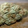 семена конопли феминизированные Vanilla Kush feminised Barneys Farm семена конопли феминизированные Vanilla Kush feminised Barneys Farm
