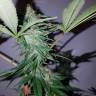 семена конопли Россия Cream Caramel CBD feminised Sweet Seeds семена конопли Россия Cream Caramel CBD feminised Sweet Seeds