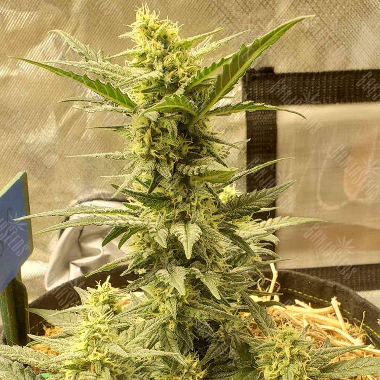 Семена Sweet Cheese feminised Ganja Seeds Семена Sweet Cheese feminised Ganja Seeds