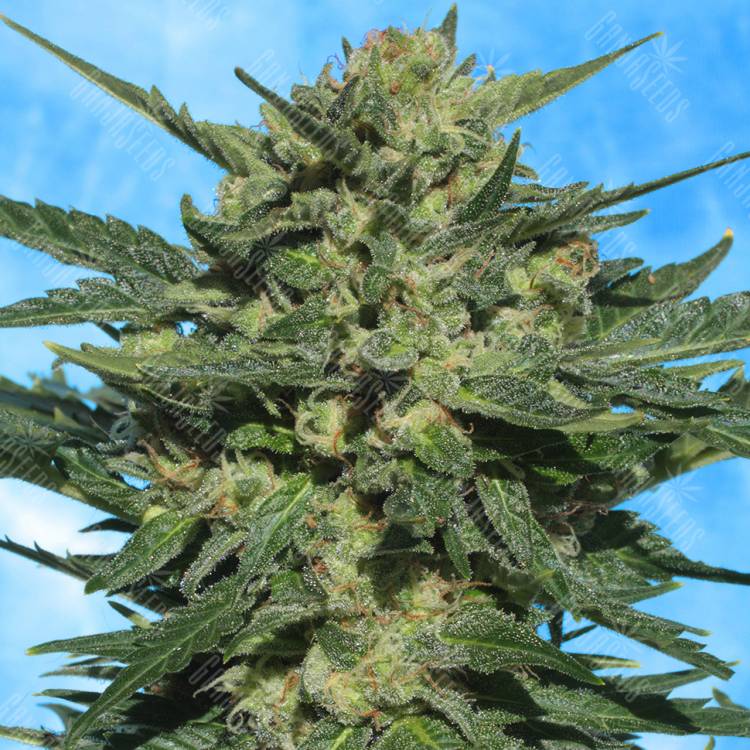 семена конопли автоцвет Auto White Russian regular семена конопли автоцвет Auto White Russian regular