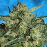 конопля семена сорта заказать Auto White Russian regular конопля семена сорта заказать Auto White Russian regular