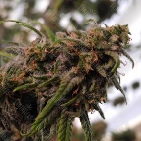 Great White Shark CBD feminised Green House Seeds