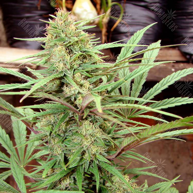 CBD Charlotte`s Angel feminised Dutch Passion Seeds CBD Charlotte`s Angel feminised Dutch Passion Seeds