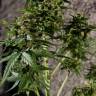 CBD Charlotte`s Angel feminised Dutch Passion Seeds CBD Charlotte`s Angel feminised Dutch Passion Seeds