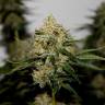 Amnesia Lemon feminised Breeders Community Seeds Amnesia Lemon feminised Breeders Community Seeds