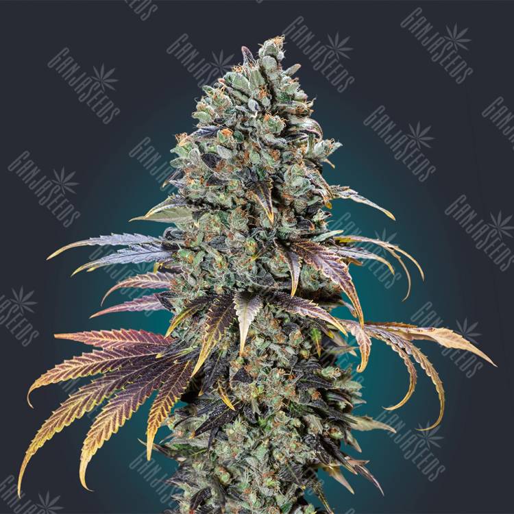 мощные семена конопли Chocolate Cream feminised 00 Seeds мощные семена конопли Chocolate Cream feminised 00 Seeds