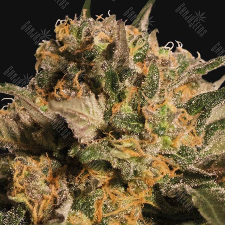 качественные семена конопли Violator Kush feminised Barneys Farm качественные семена конопли Violator Kush feminised Barneys Farm