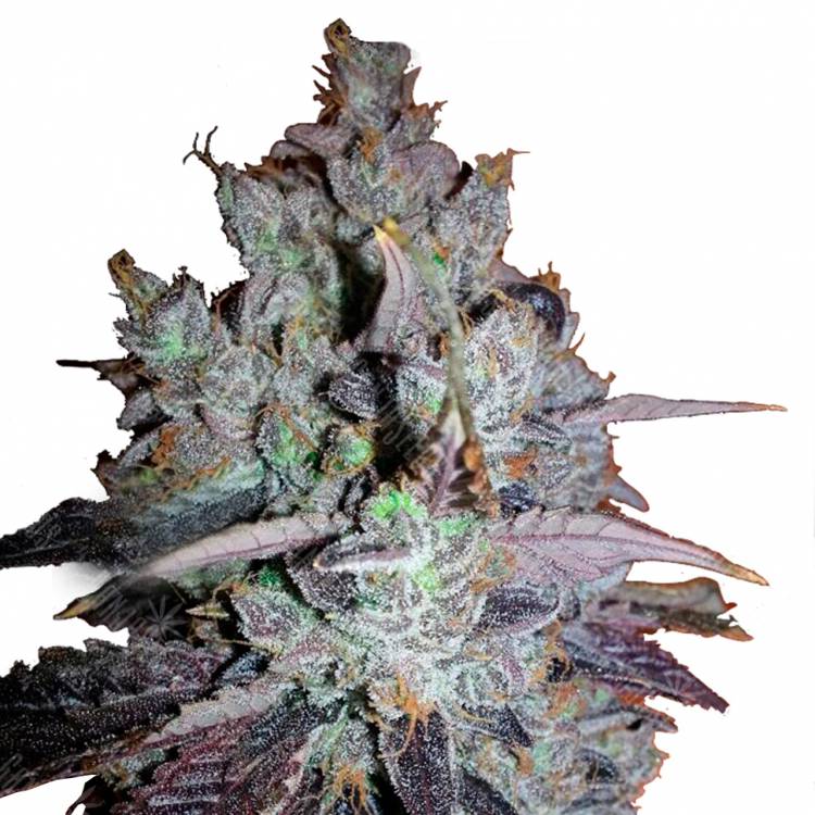 где заказать семена конопли Purple LA feminised DNA Genetics где заказать семена конопли Purple LA feminised DNA Genetics