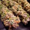 хорошие семена конопли Durga Mata feminised Paradise Seeds