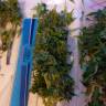 Семена марихуаны Auto AK 49 feminised GanjaLiveSeeds Семена марихуаны Auto AK 49 feminised GanjaLiveSeeds
