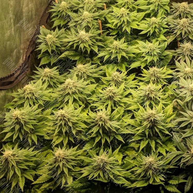 семена конопли в магазине CBD Compassion feminised семена конопли в магазине CBD Compassion feminised