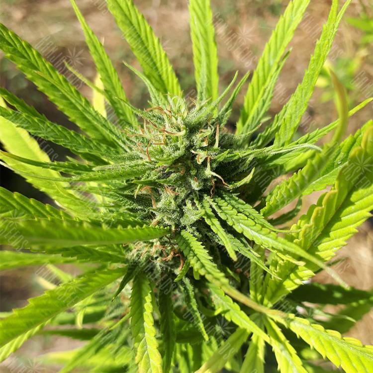 купить семена конопли CBD Blue Shark feminised Barneys Farm купить семена конопли CBD Blue Shark feminised Barneys Farm