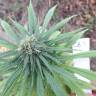 семена конопли CBD Blue Shark feminised Barneys Farm семена конопли CBD Blue Shark feminised Barneys Farm