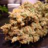 заказ семян конопли Москва Dutch Dragon feminised Paradise Seeds заказ семян конопли Москва Dutch Dragon feminised Paradise Seeds