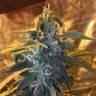 урожайные семена конопли Lemon Shining Silver Haze feminised Royal Queen урожайные семена конопли Lemon Shining Silver Haze feminised Royal Queen