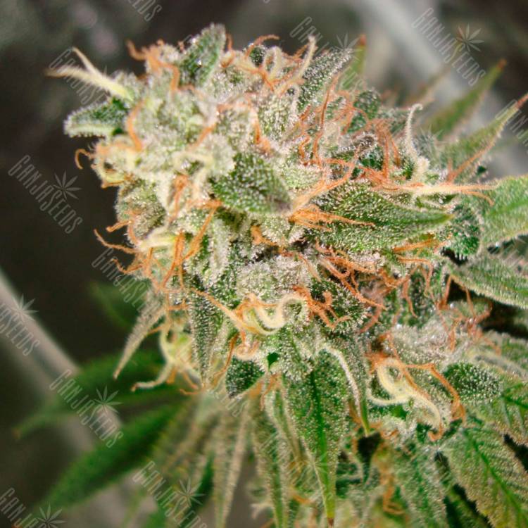 Семена конопли Cookies Kush feminised Ganja Seeds Семена конопли Cookies Kush feminised Ganja Seeds