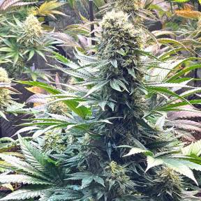 Banana Punch feminised Ganja Seeds