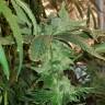 заказать качественные семена конопли CBD Critical Cure feminised Barneys Farm заказать качественные семена конопли CBD Critical Cure feminised Barneys Farm