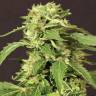 семена конопли марихуаны Devil Kush regular Exotic Seed семена конопли марихуаны Devil Kush regular Exotic Seed