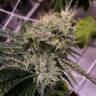 семена конопли Спб Ewe-2 feminised Humboldt Seeds