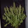 семена конопли гидропоники Auto Big Bud feminised Ganja Live Seeds семена конопли гидропоники Auto Big Bud feminised Ganja Live Seeds