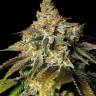 Семена конопли Bruce Banner feminised Ganja Seeds Семена конопли Bruce Banner feminised Ganja Seeds