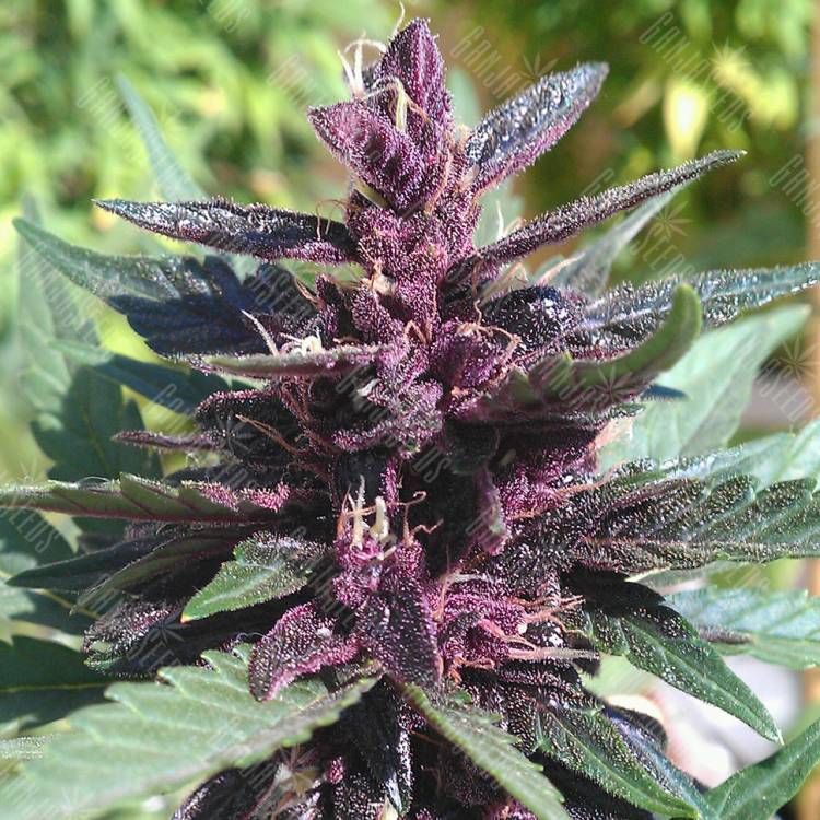 семена конопли Auto Purple Kush feminised семена конопли Auto Purple Kush feminised