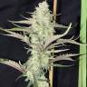семена конопли курьером GH Cheese feminised Green House Seeds семена конопли курьером GH Cheese feminised Green House Seeds