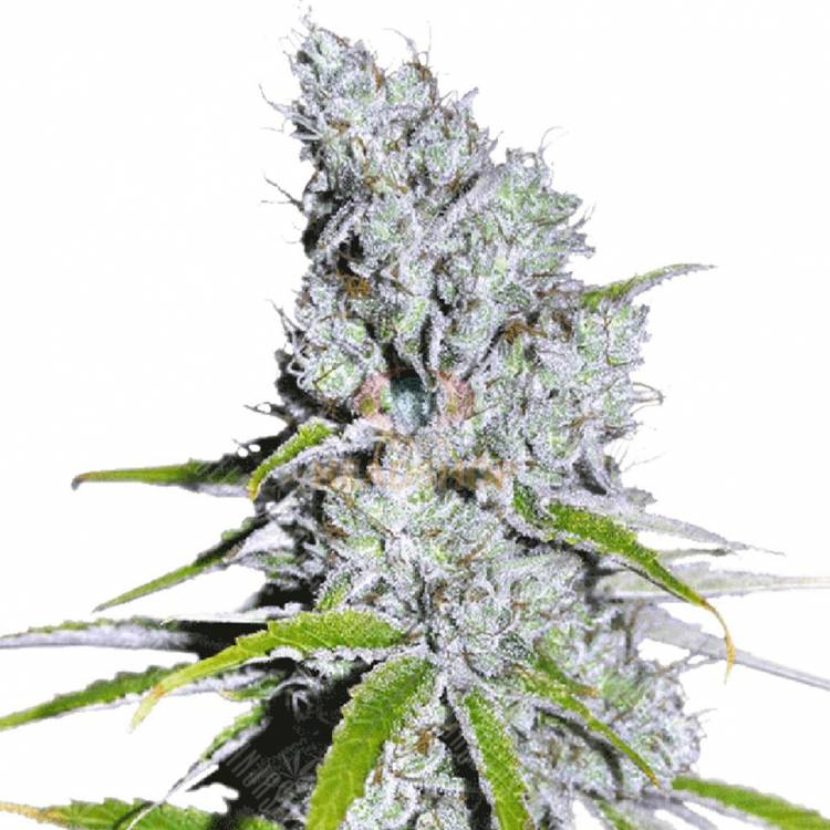 CBD Skunk Haze feminised Dutch Passion Seeds CBD Skunk Haze feminised Dutch Passion Seeds