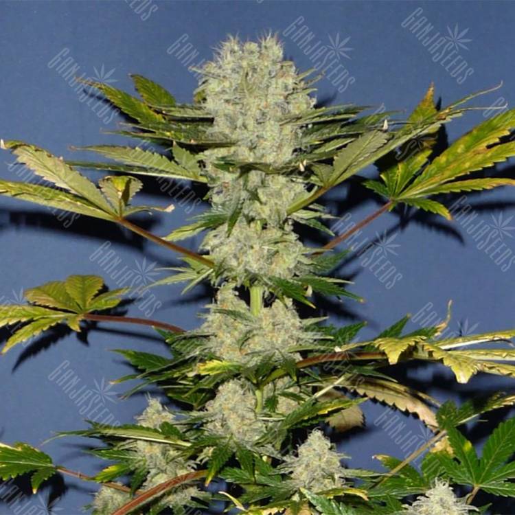 качественные семена конопли Auto Power Skunk regular качественные семена конопли Auto Power Skunk regular