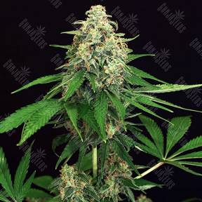 Mango Cream regular Exotic Seed